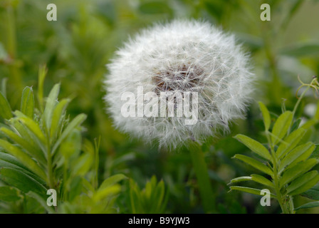 Dente di Leone Foto Stock