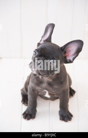 Bulldog francese cercando Foto Stock