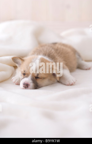 Pembroke welsh corgi dormire su una coperta Foto Stock