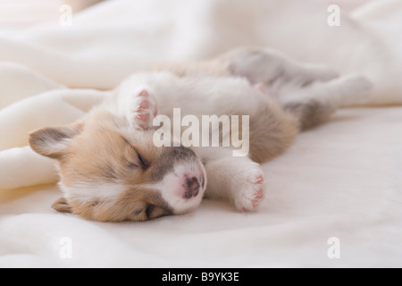 Pembroke welsh corgi dormire su una coperta Foto Stock