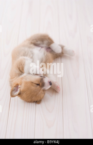 Pembroke welsh corgi sdraiato Foto Stock