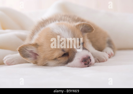 Pembroke welsh corgi dormire su una coperta Foto Stock