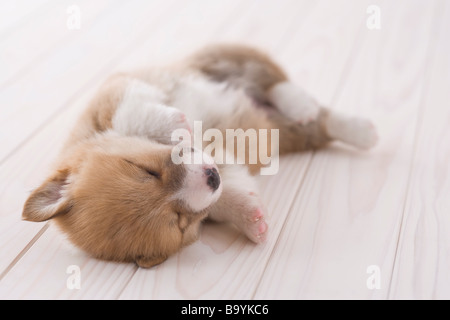 Pembroke welsh corgi sdraiato Foto Stock