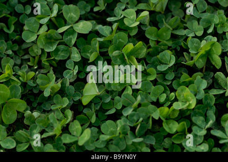 Patch di trifoglio bianco Trifolium repens con Cymadothea trifolii Foto Stock