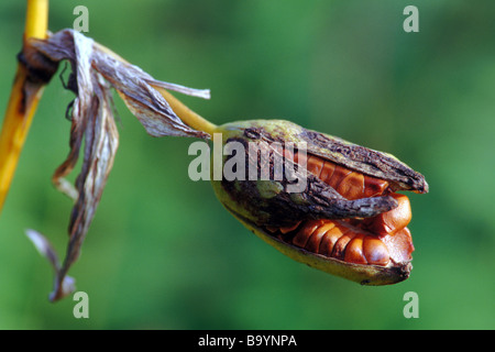 Bandiera gialla, Bandiera Iris (Iris pseudacorus), semi maturi in aperto parzialmente pod. Foto Stock