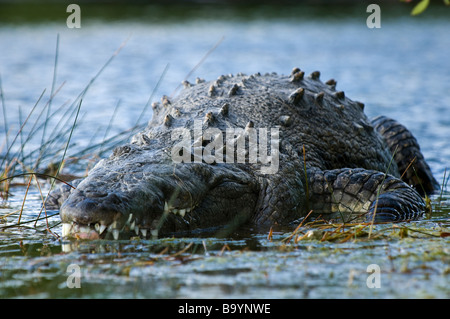 Coccodrillo americano cautamente orologi frazioni su Nine Mile Pond Everglades National Park Florida Foto Stock