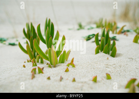 Le piante succulente in crescita in sabbia Foto Stock