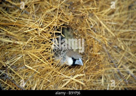 Socievole Weaver (Philetairus socius) a nido Foto Stock