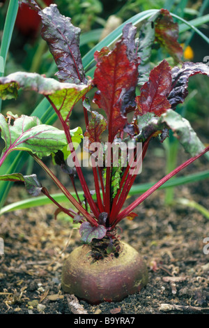 Rosso di barbabietola, barbabietole da root (Beta vulgaris subsp. vulgaris var. conditiva) in un giardino Foto Stock