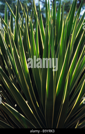 Yucca pianta (Yucca filamentosa) Foto Stock