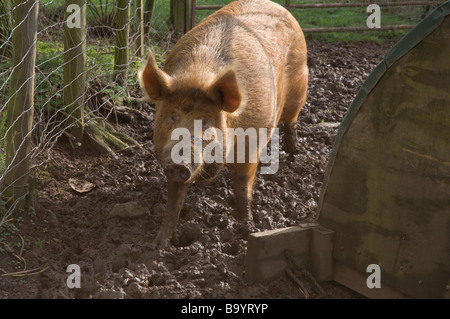 Tamworth suino nel campo Inghilterra UK Europa Foto Stock