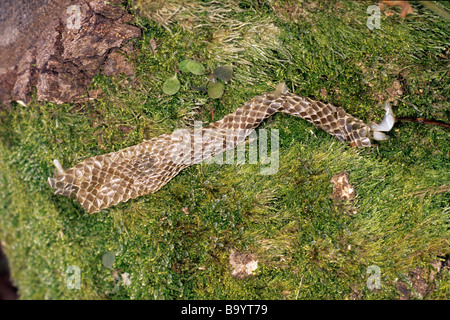 Biscia dal collare (Natrix natrix), sparso pelle Foto Stock