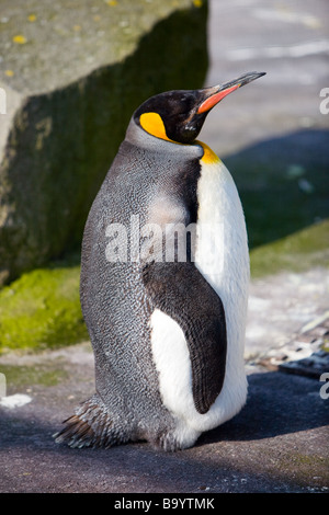 Un pinguino reale lo Zoo di Edimburgo Foto Stock