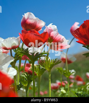 Il bianco e il rosso papavero Anemone nel campo Foto Stock