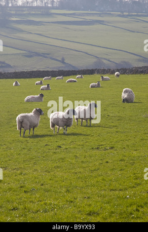 Pecore keeing guardare in un verde Derbyshire campo Foto Stock