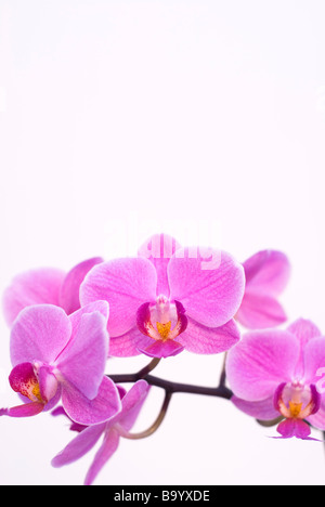 Pink Orchid, Phalaenopsis, noto anche come Moth Orchid Foto Stock