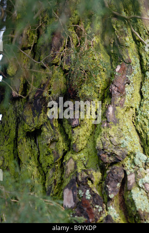 Moss crescente sul lato nord di una Yellow Pine Tree Foto Stock
