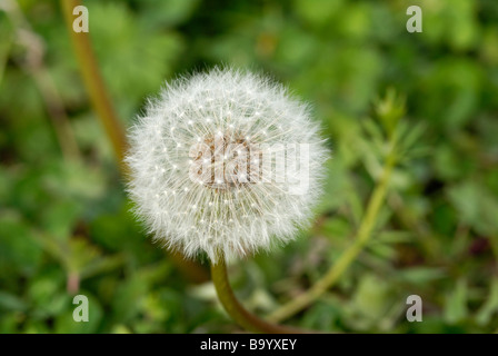 Dente di Leone Foto Stock