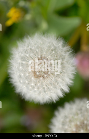 Denti di Leone Foto Stock