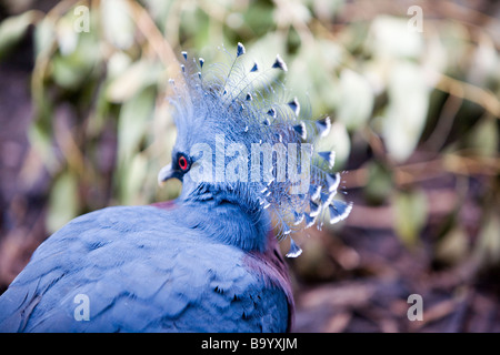 Victoria incoronato pigeon Foto Stock