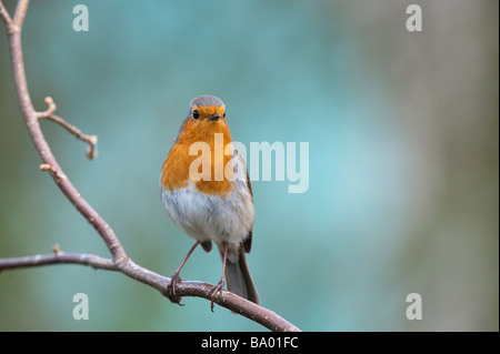 Robin appollaiato su un ramo contro un azzurro sfondo verde Foto Stock