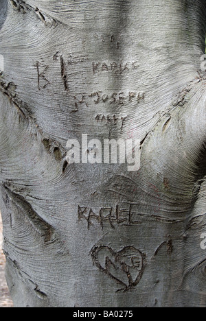 Nomi e le iniziali incise sulla corteccia liscia di un bosco di faggi Foto Stock