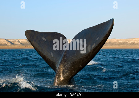 Diritto di balena in Patagonia, Argentina. Foto Stock