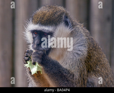 Vervet Monkey (cercopithecus aethiops) mangiare una foglia di lattuga Foto Stock