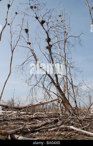 Grandi colonie di cormorani sul lungomare di Toronto Leslie Spit sono ora considerati parassiti a causa dei danni che la loro escrementi infliggono agli alberi locali. Foto Stock