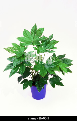Giapponese, Aralia Fatsi (Fatsia japonica), pianta in vaso, studio immagine Foto Stock