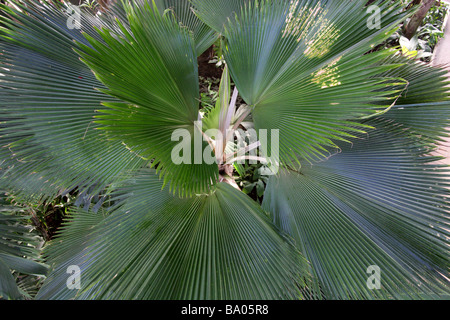 Ventola cinese Palm, Fontana cinese Palm, Fontana Palm, Serdang Palm, Livistonia chinensis Arecaceae, Palmae. Foto Stock