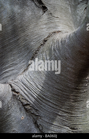 Un primo piano della trama liscia corteccia di un Europeo di faggio (Fagus sylvatica) Foto Stock