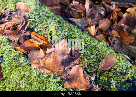 Foglie e Moss, Mary Ann Prati, Westbrook, Warrington, Inghilterra, inverno 2009 Foto Stock