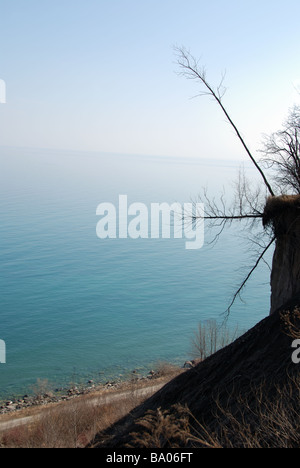 Alberi danneggiati che sono caduti vittima di erosione sporgendoti sul lato di Scarborough bluffs in Toronto Ontario Canada Foto Stock