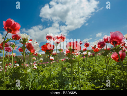 Anemone papavero nel campo da mantice Foto Stock