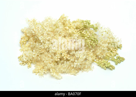 Piante medicinali Spierstaude Mädesüß Geissbart Filipendula Prato dolce Bridewort Filipendula ulmaria Foto Stock