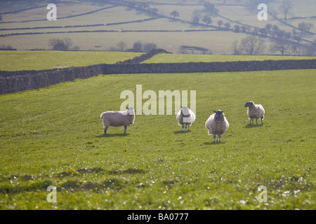 Pecore keeing guardare in un verde Derbyshire campo Foto Stock