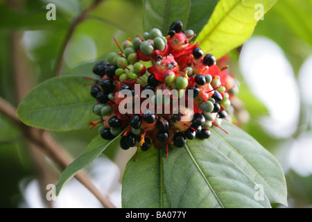 African Mickey Mouse pianta africana aka Birds Eye Bush, Ochna mossambicensis, tropical Africa orientale Foto Stock