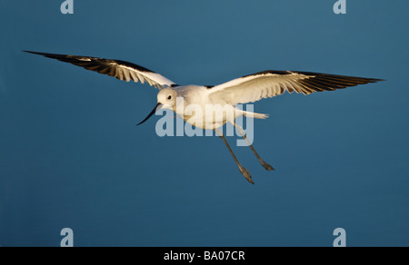 American Avocet in volo Foto Stock