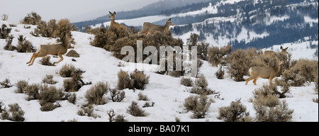 Panorama di vigile Mule Deer jumping attraverso sagebrush in prima mattinata a jardine road gardiner montana in inverno Foto Stock