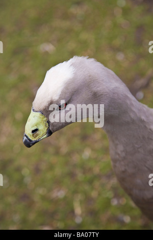 Cape sterile oca. Martin Mere, Wigan Greater Manchester, Lancashire, Regno Unito. Foto Stock