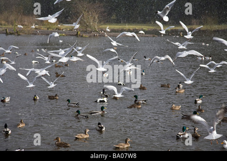 Uccelli, gabbiani e neve. Martin Mere, Wigan Greater Manchester, Lancashire, Regno Unito. Foto Stock