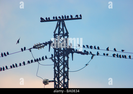 Gli storni, Sturnus vulgaris. gregge sui conduttori di elettricità Foto Stock