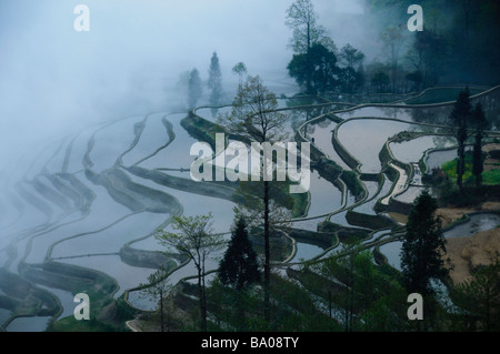 Sunrise presso lo spettacolare riempito di acqua terrazze di riso di Yuanyang Yunnan in Cina Foto Stock