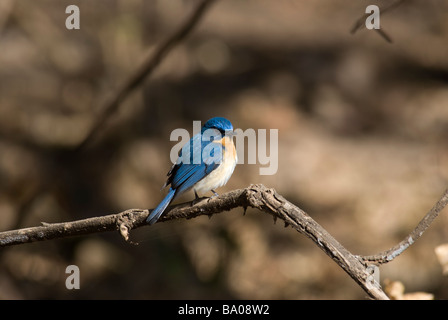 Tickell Blue Flycatcher Cyornis tickelliae seduto su un ramo Foto Stock