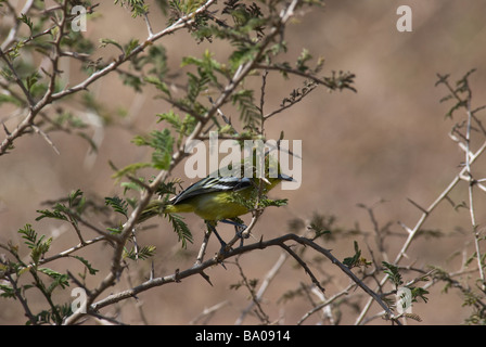 Iora comune Aegithina tiphia humei nascondendosi in una spina boccola Gujarat India Foto Stock