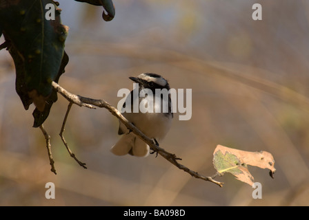 Bianco-browed fiocco aureola Rhipidura appollaiato su un ramo Foto Stock