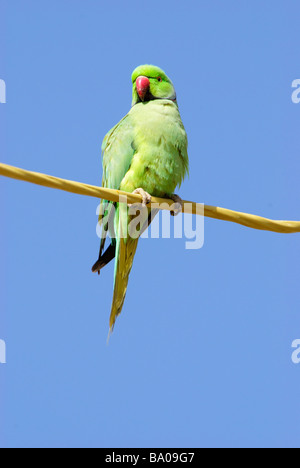 Maschio di Indian Rose-inanellati parrocchetto Psittacula krameri seduto su un filo Gujarat India Foto Stock
