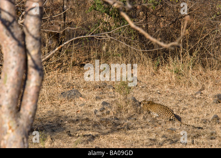 Indian Leopard Panthera pardus fusca Caccia ai cervi maculato nascosti nella giungla di Sasan Gir Wildlife Sanctuary Gujarat India Foto Stock