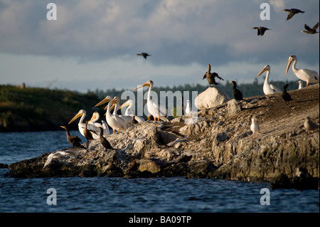 Americano bianco pellicani (Pelecanus erythrorhynchos)e il cormorano (Phalacrocorax) Foto Stock